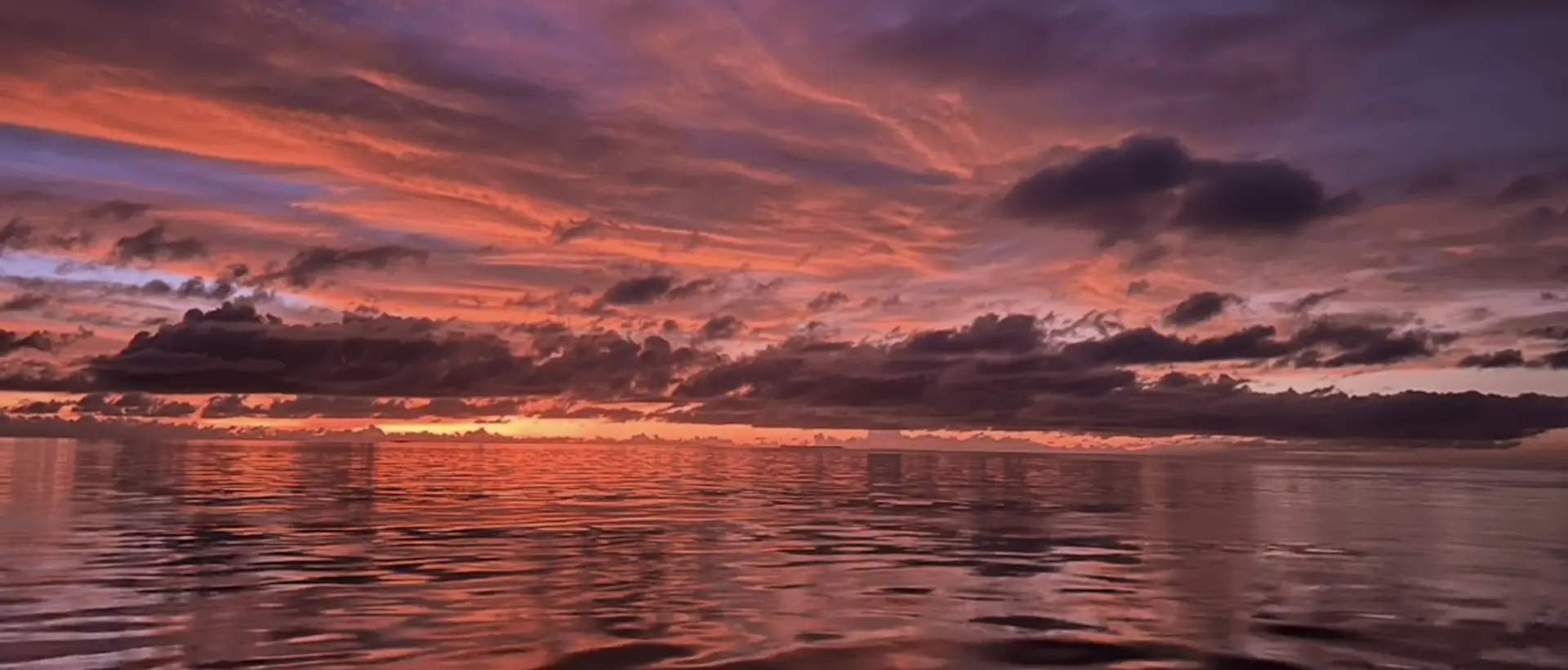 Feral Animal Control